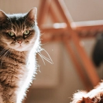 Игровой автомат Dog House как символ протеста против традиций