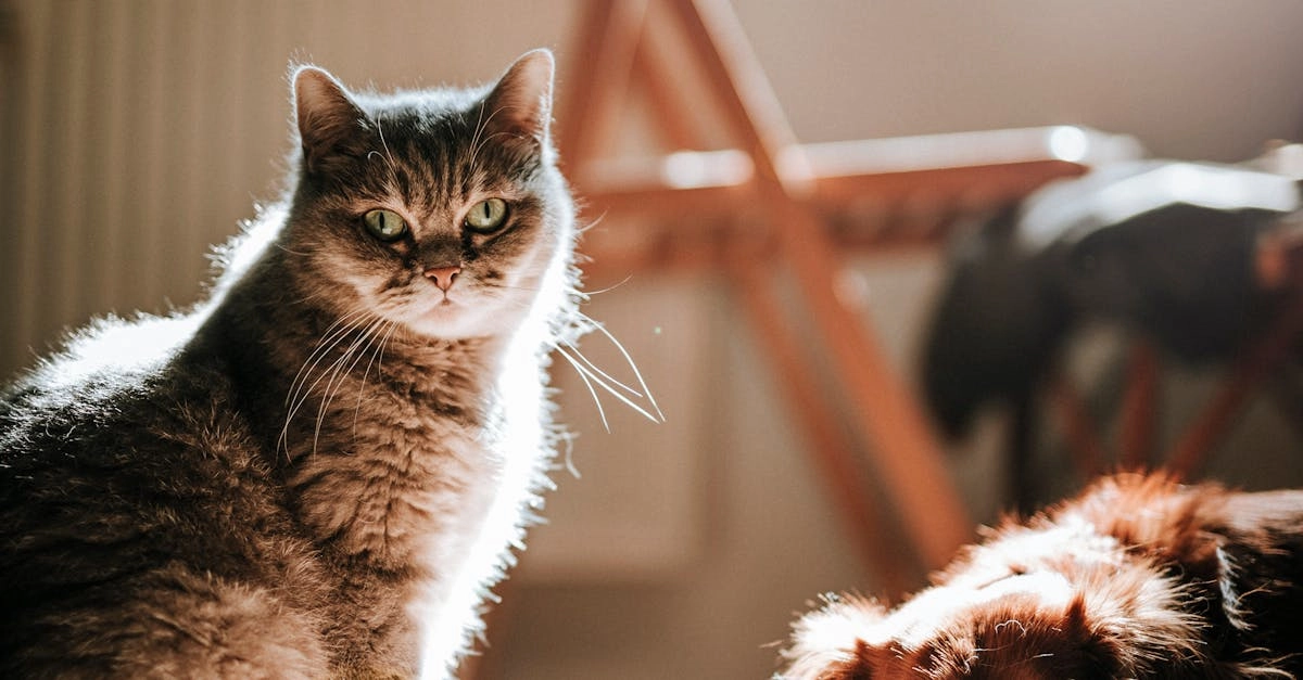 Игровой автомат Dog House как символ протеста против традиций