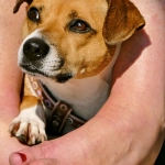 Программы лояльности казино без депозита для получения VIP статуса